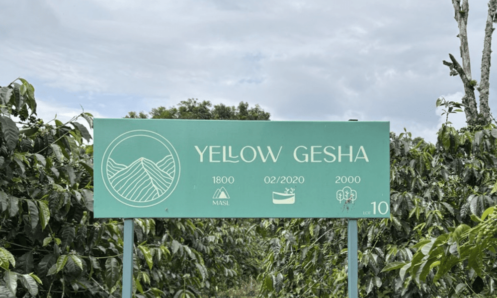 Colombia Jardines del Eden Yellow Geisha — Transparency Report - Rumble Coffee