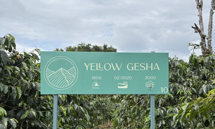 Colombia Jardines del Eden Yellow Geisha
