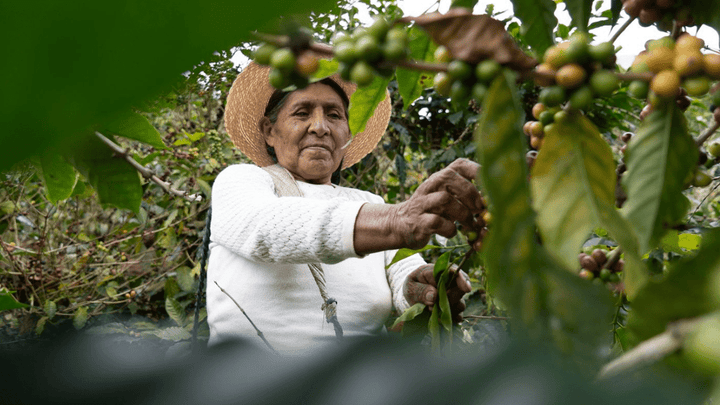 Bolivia Carmalita Java - Rumble Coffee