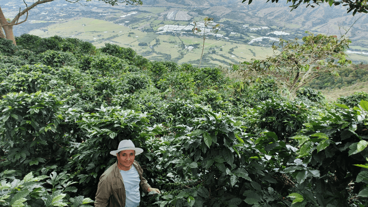 Colombia Luis Carlos Gutierrez - Rumble Coffee