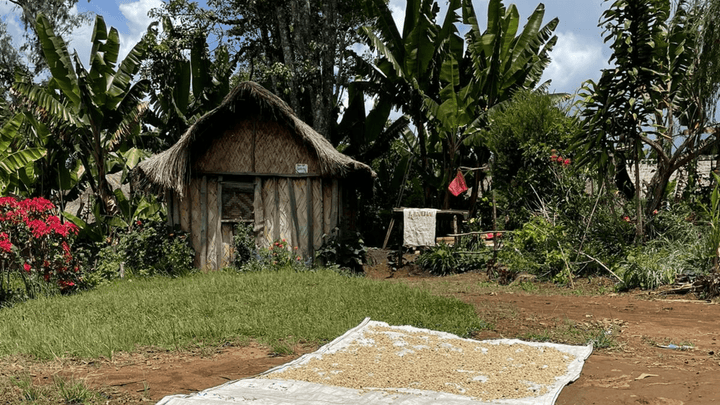 Papua New Guinea Kepai - Rumble Coffee