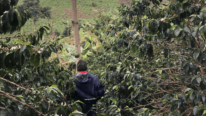 Colombia Sebastian Gomez - Rumble Coffee