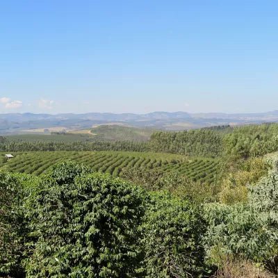2019 Transparency Report - Rumble Coffee