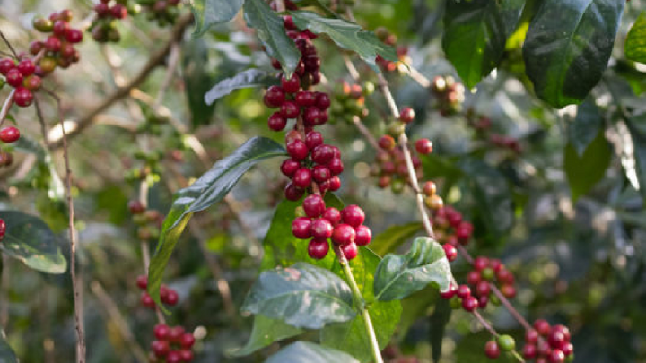 Ethiopia Werka Natural