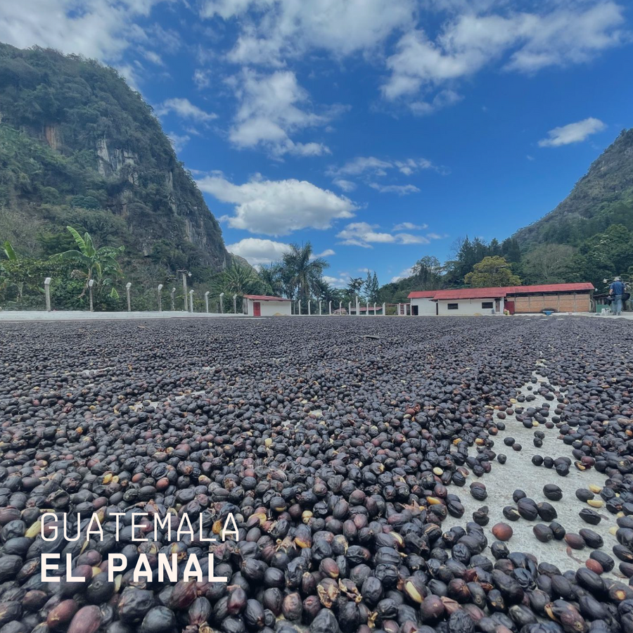 Guatemala El Panal Espresso