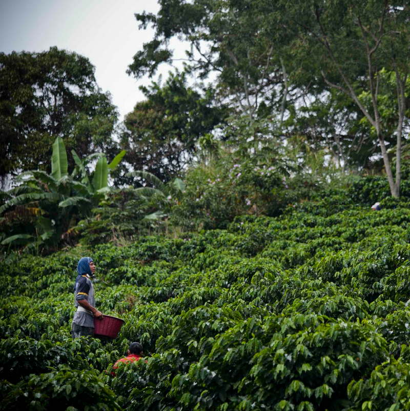 Costa Rica Hacienda Sonora Filter