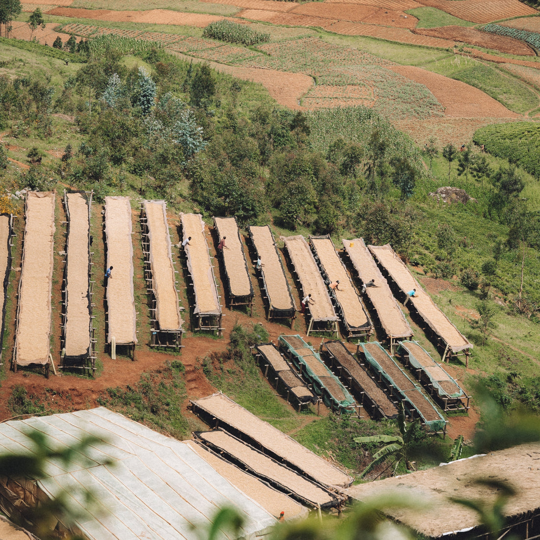 Burundi Mikuba Filter