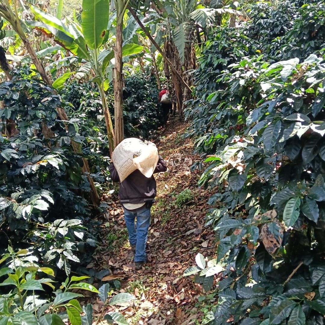 A person carrying a large coffee sack on their back walks along a coffee plant covered path between dense green coffee plants in a tropical outdoor setting.