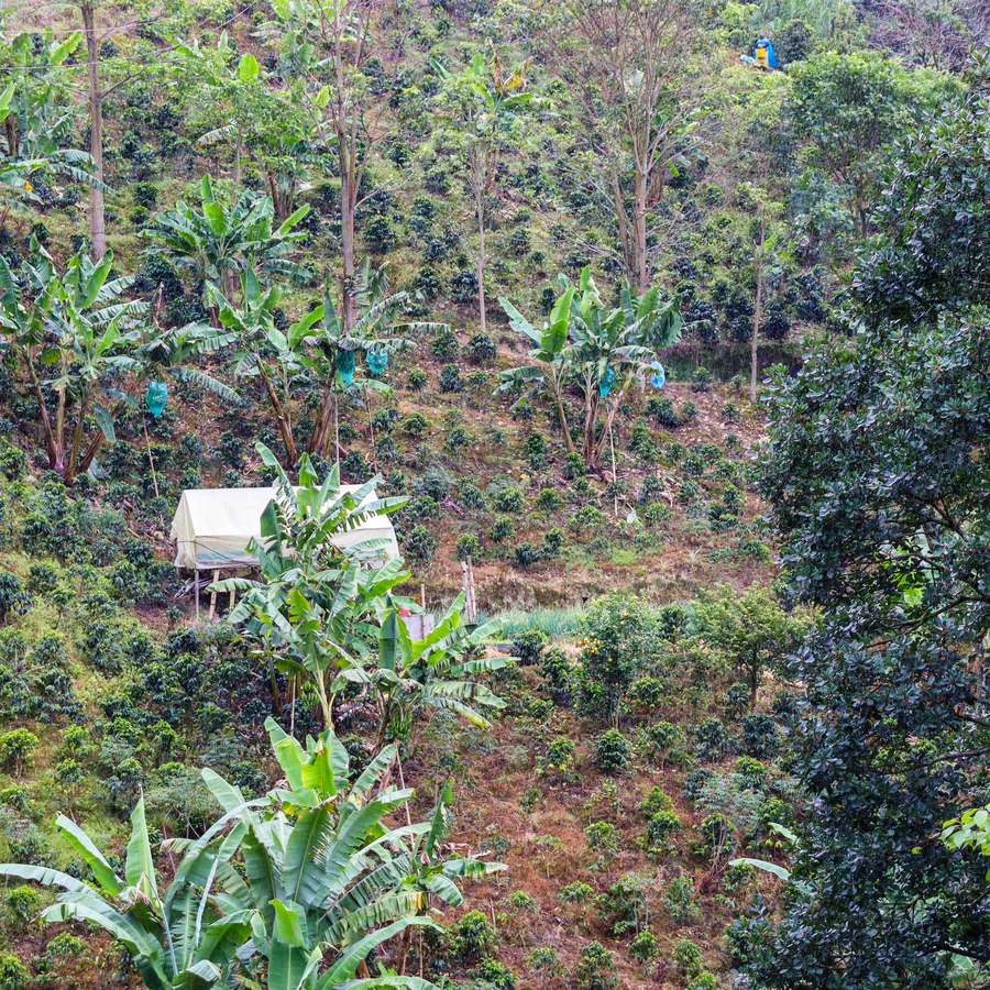 Colombia Luzmila Gonzales Espresso