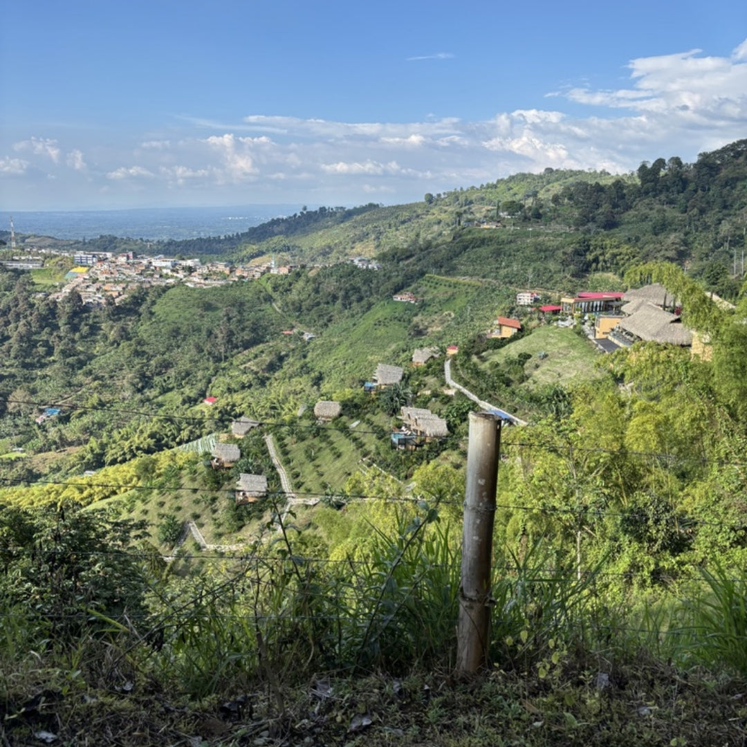 Colombia Diofanor Ruiz Filter - Special Release