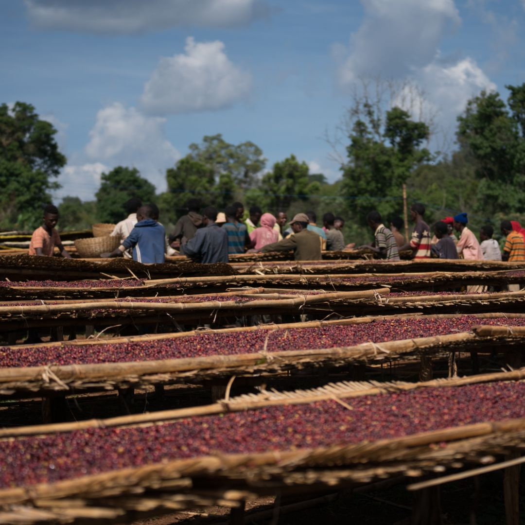 Coffee cherries drying on raised beds in Ethiopia, under a blue sky, with several people standing behind them near baskets and trees.