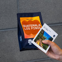 Guatemala Los Pinos Filter