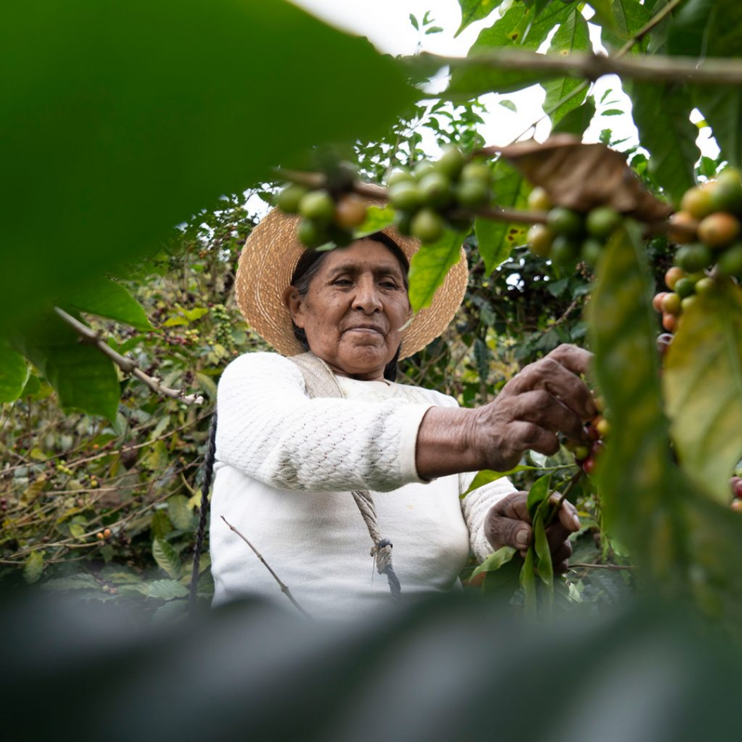 Bolivia Carmalita Java Filter