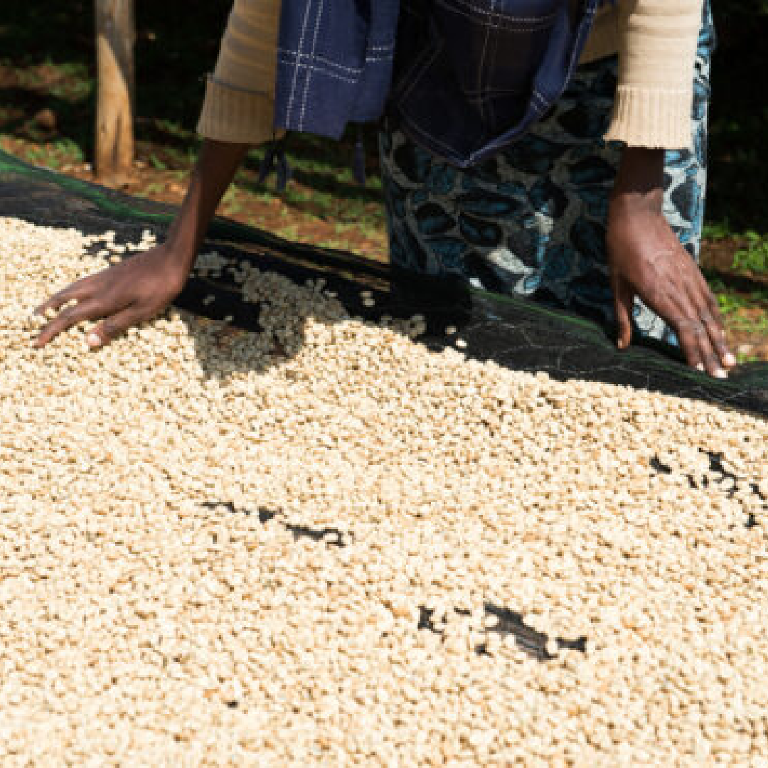 Ethiopia Werka Washed Filter