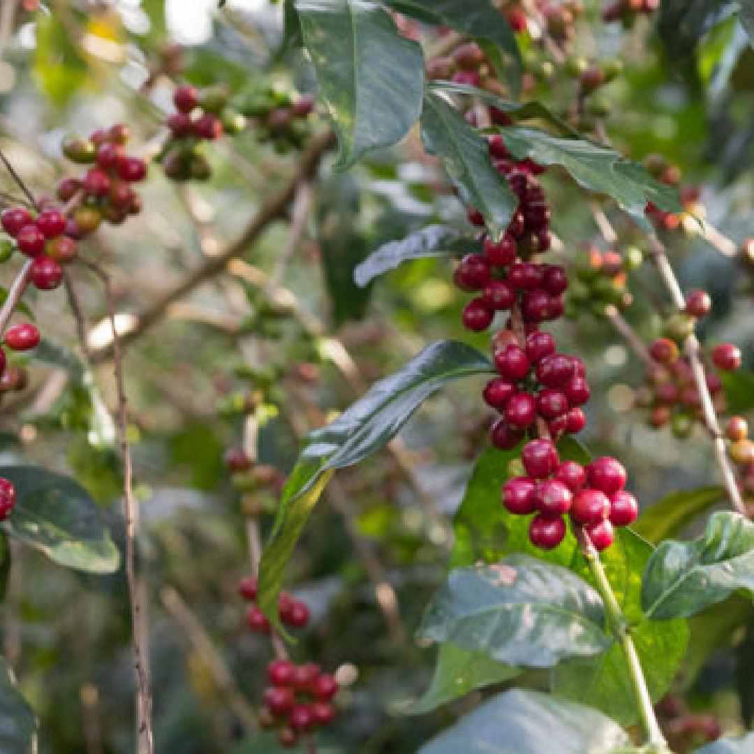 Ethiopia Werka Washed Filter