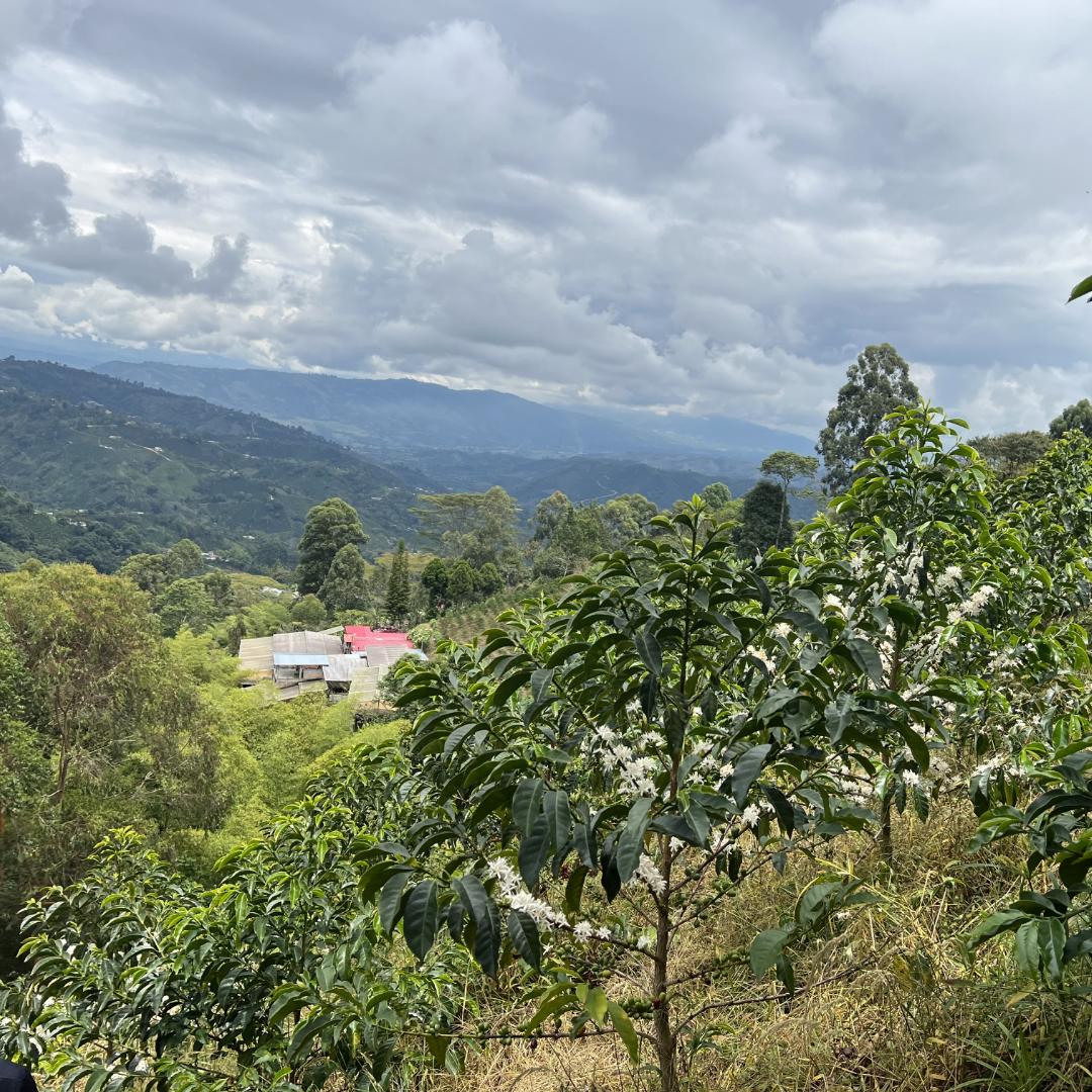 Colombia Nestor Lasso Filter