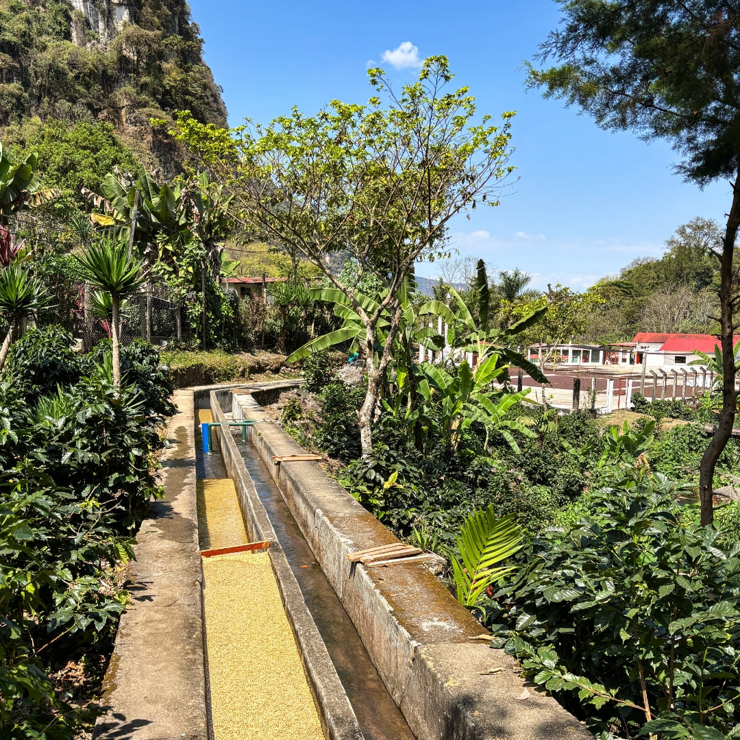 Guatemala Los Pinos Filter