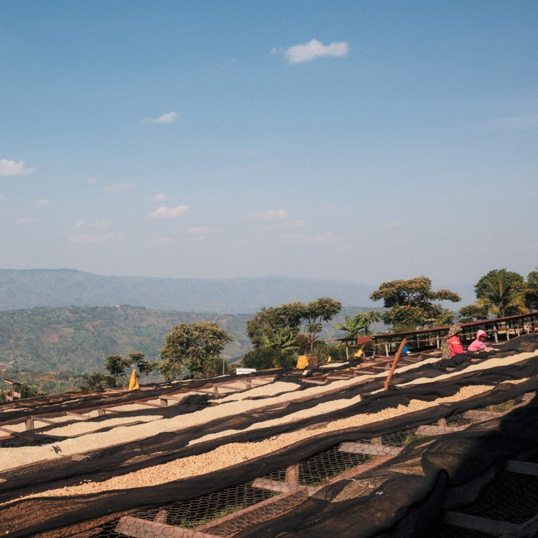 Rwanda Laurence Mukakabera Espresso