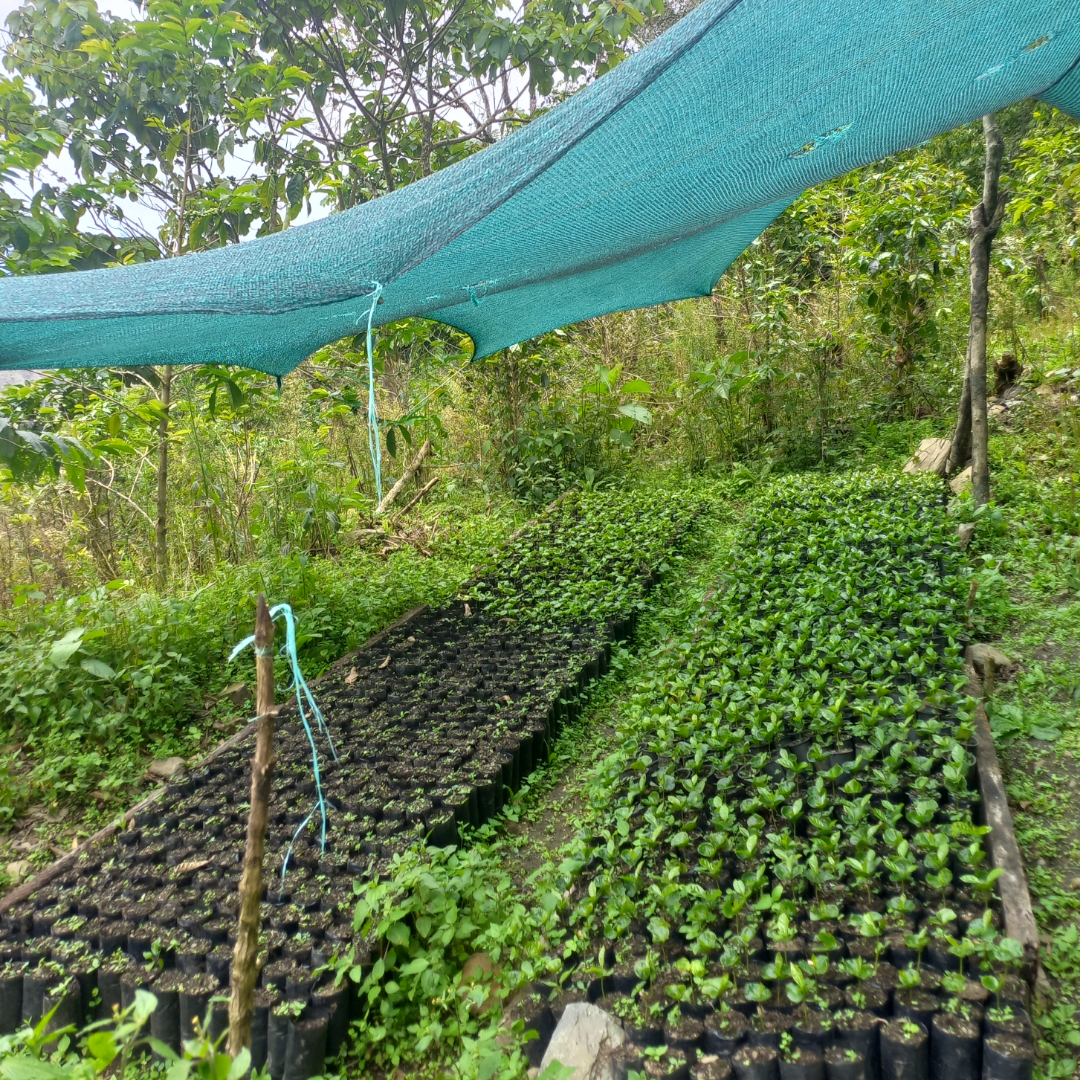 Peru Norico Perez Filter