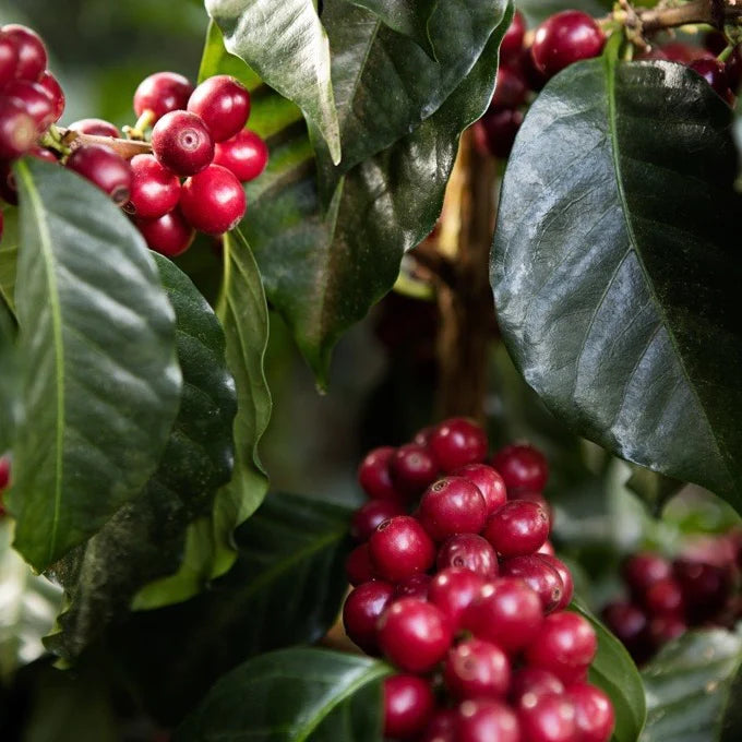 Guatemala El Buho Filter