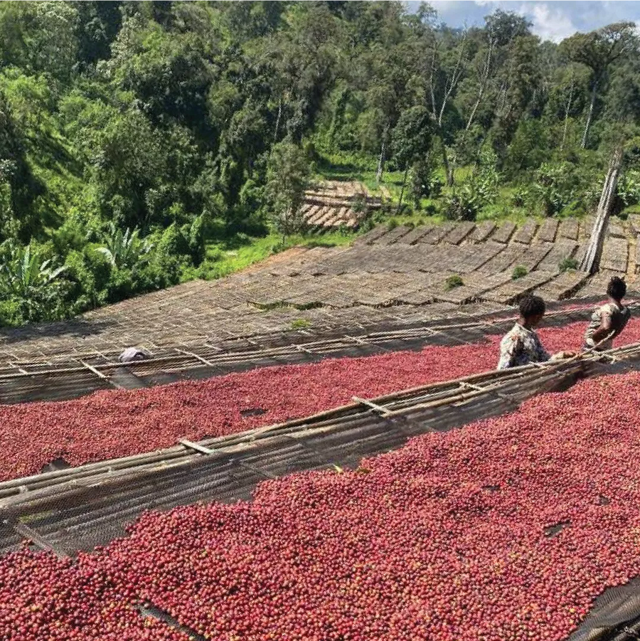 Ethiopian coffee growers, sorting through coffee cherries