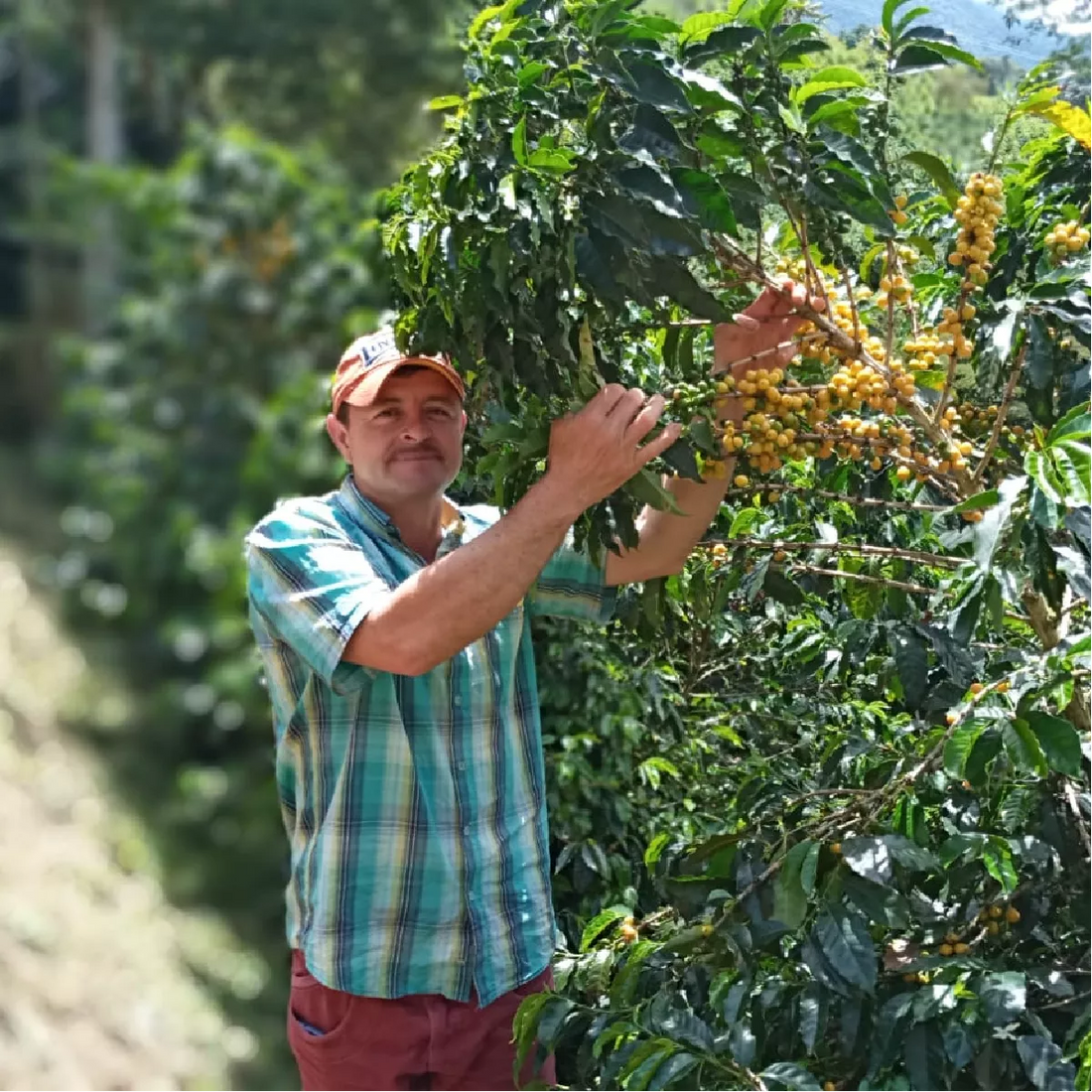 Colombia Norvey De Jesus Estrada Filter - Rumble Coffee