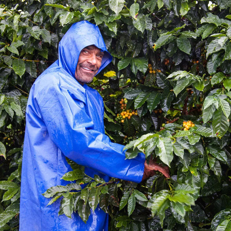 Brazil Fazenda Progresso Espresso - Rumble Coffee